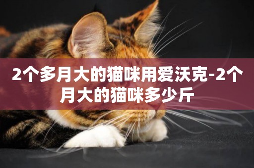 2个多月大的猫咪用爱沃克-2个月大的猫咪多少斤